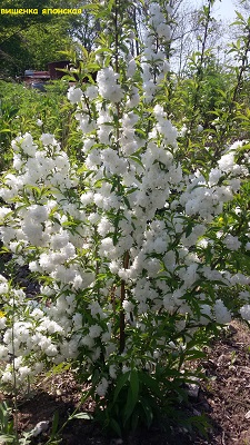 Первый слайд