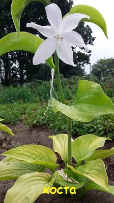 Первый слайд