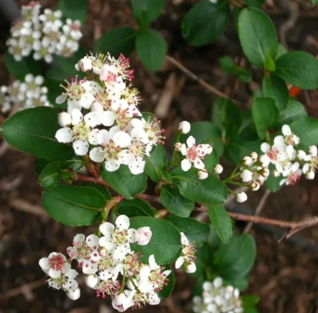 Первый слайд