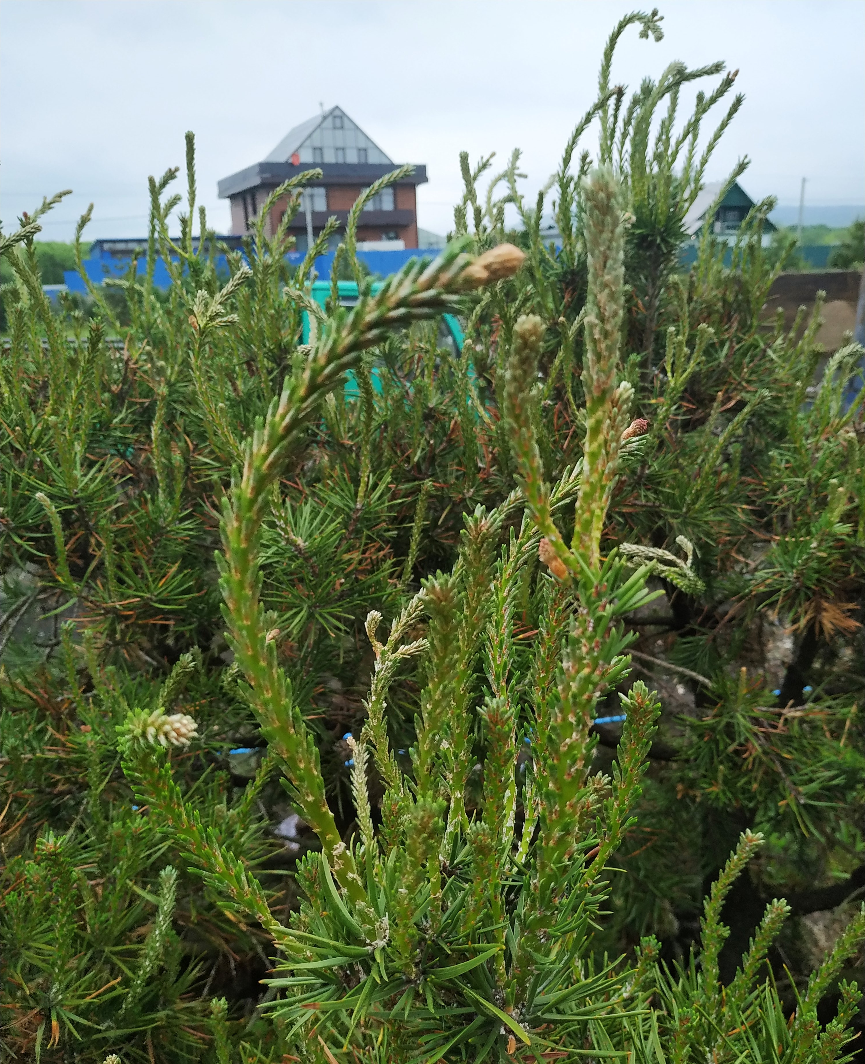 Первый слайд