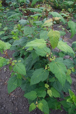 Первый слайд