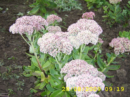 Первый слайд