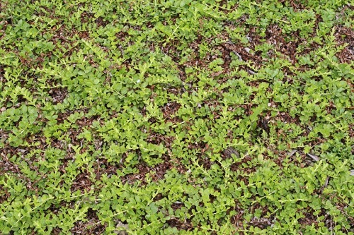 Первый слайд