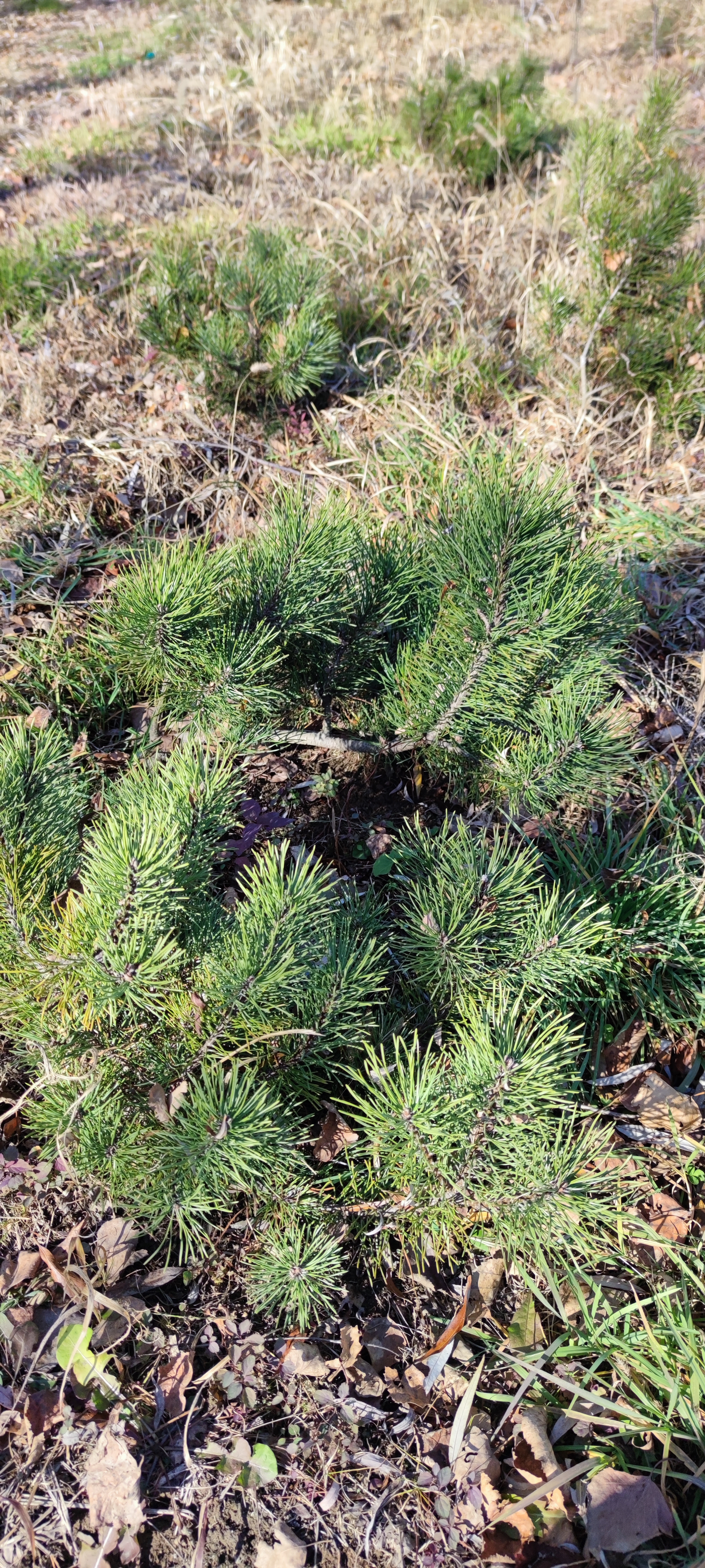 Первый слайд