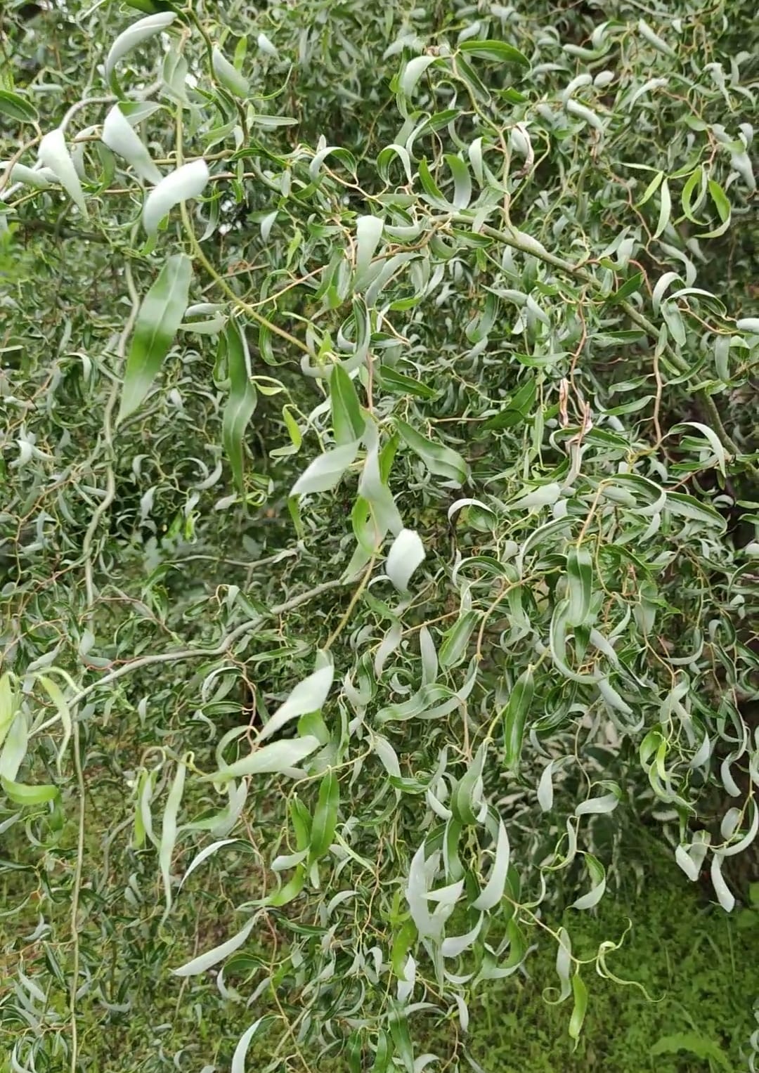 Первый слайд