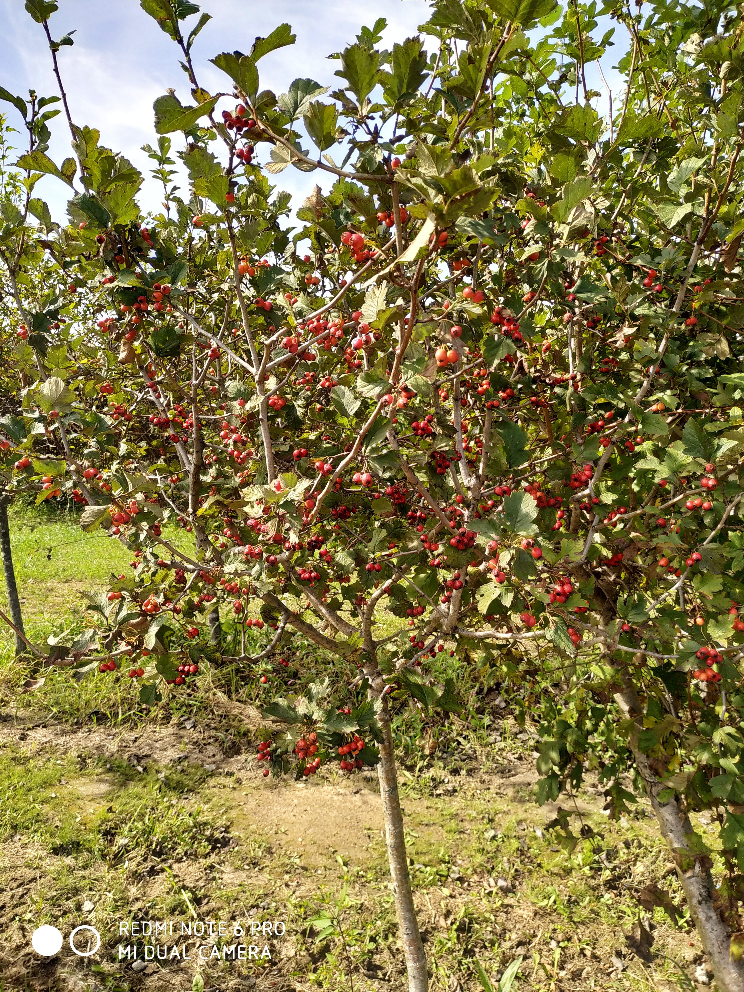 Первый слайд