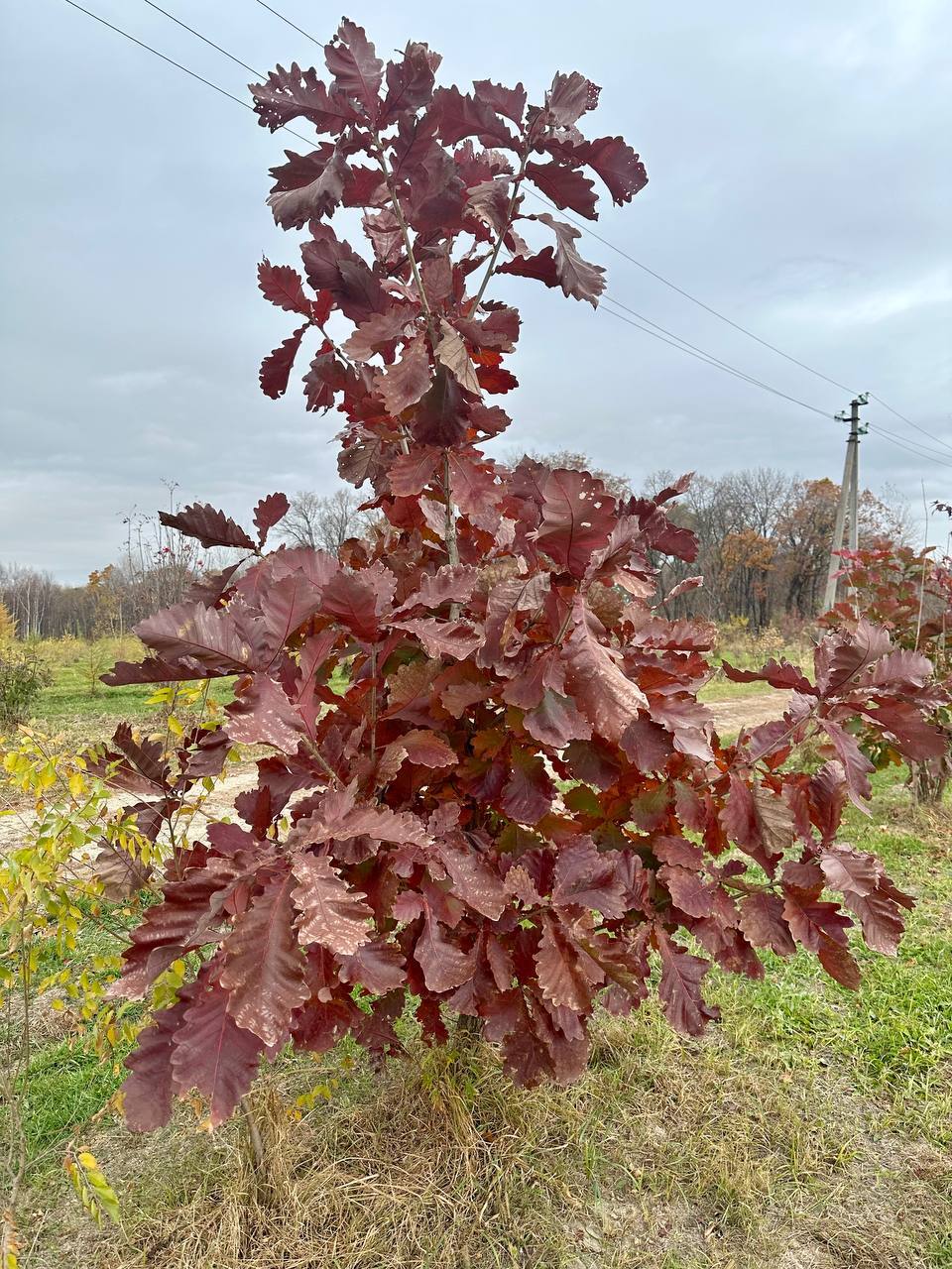 Первый слайд