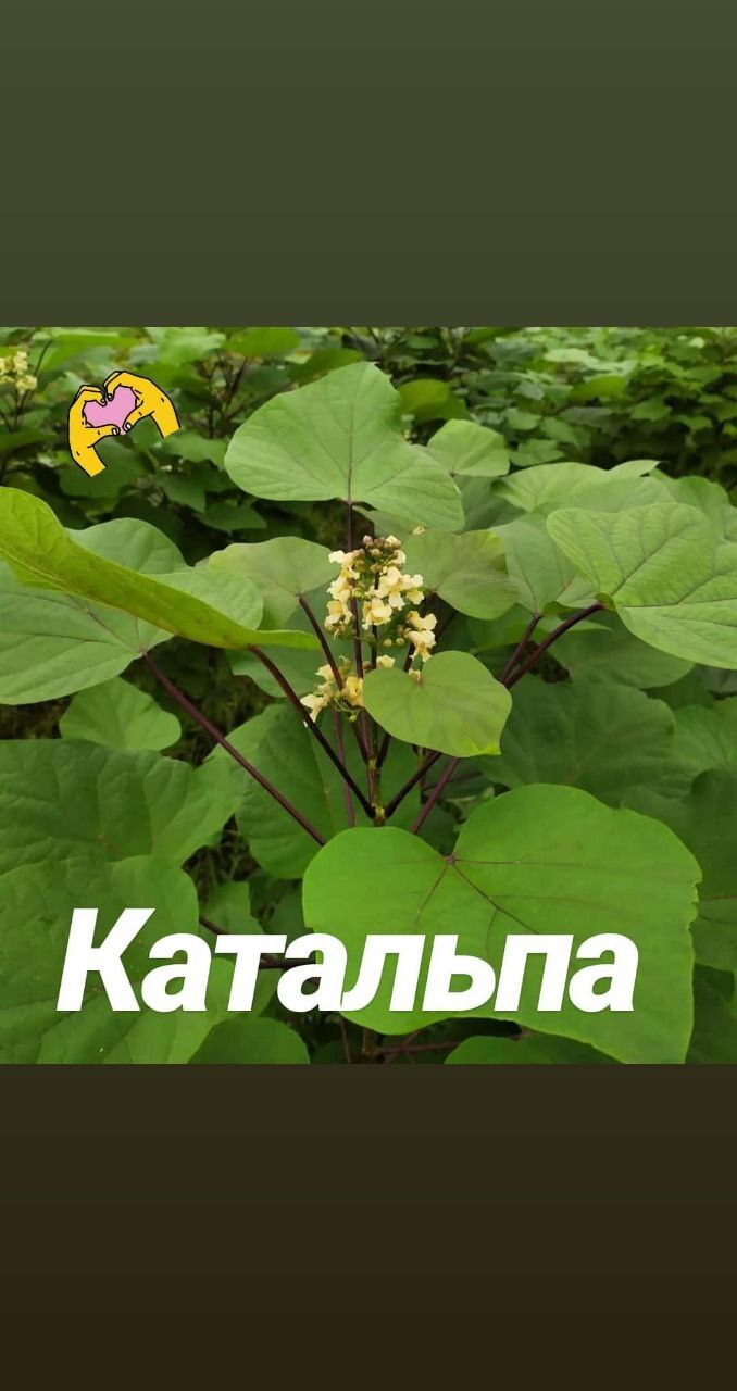 Первый слайд