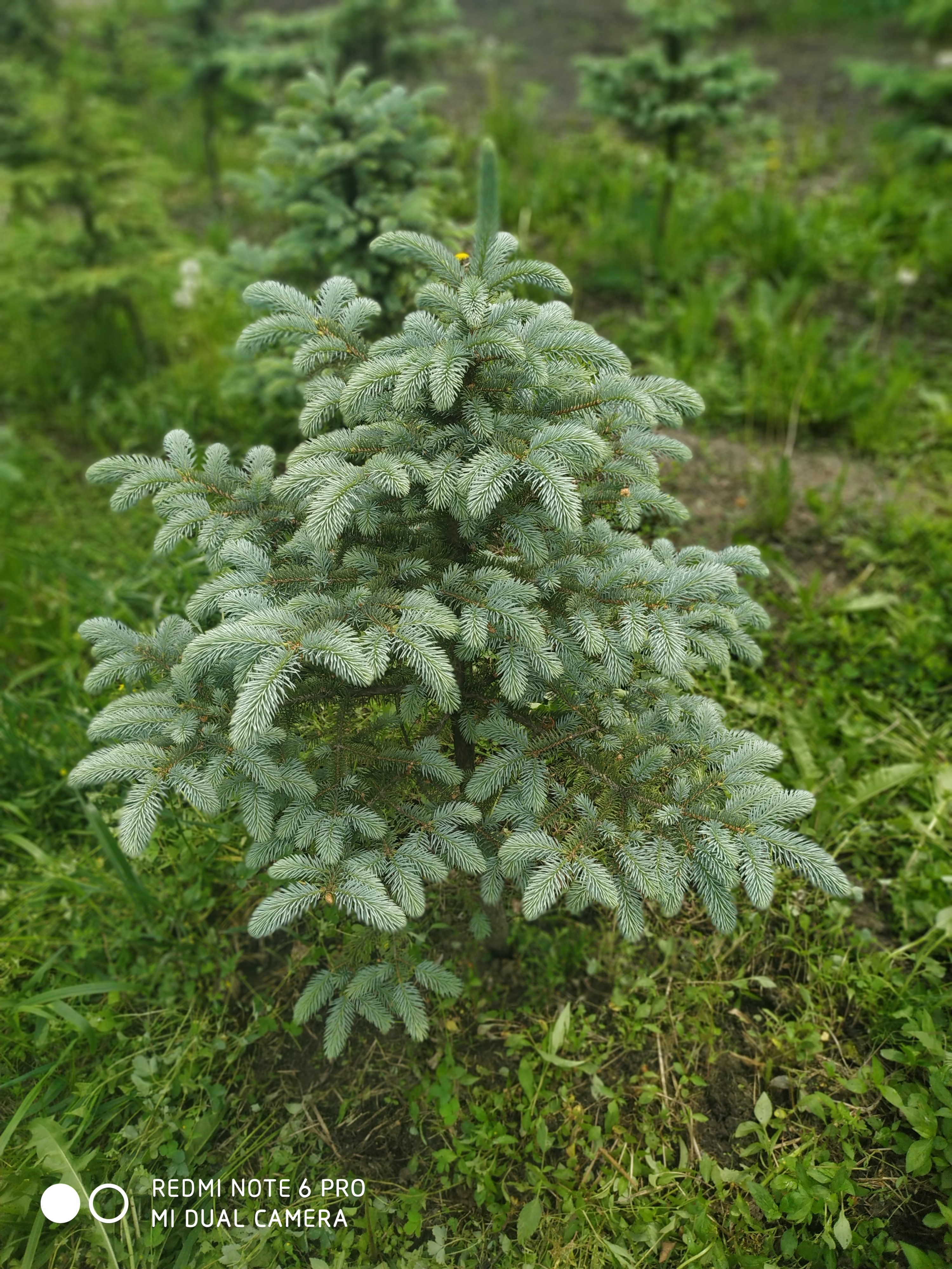 Первый слайд