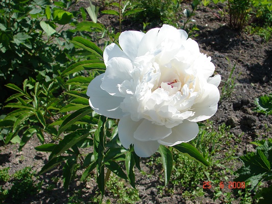 Первый слайд