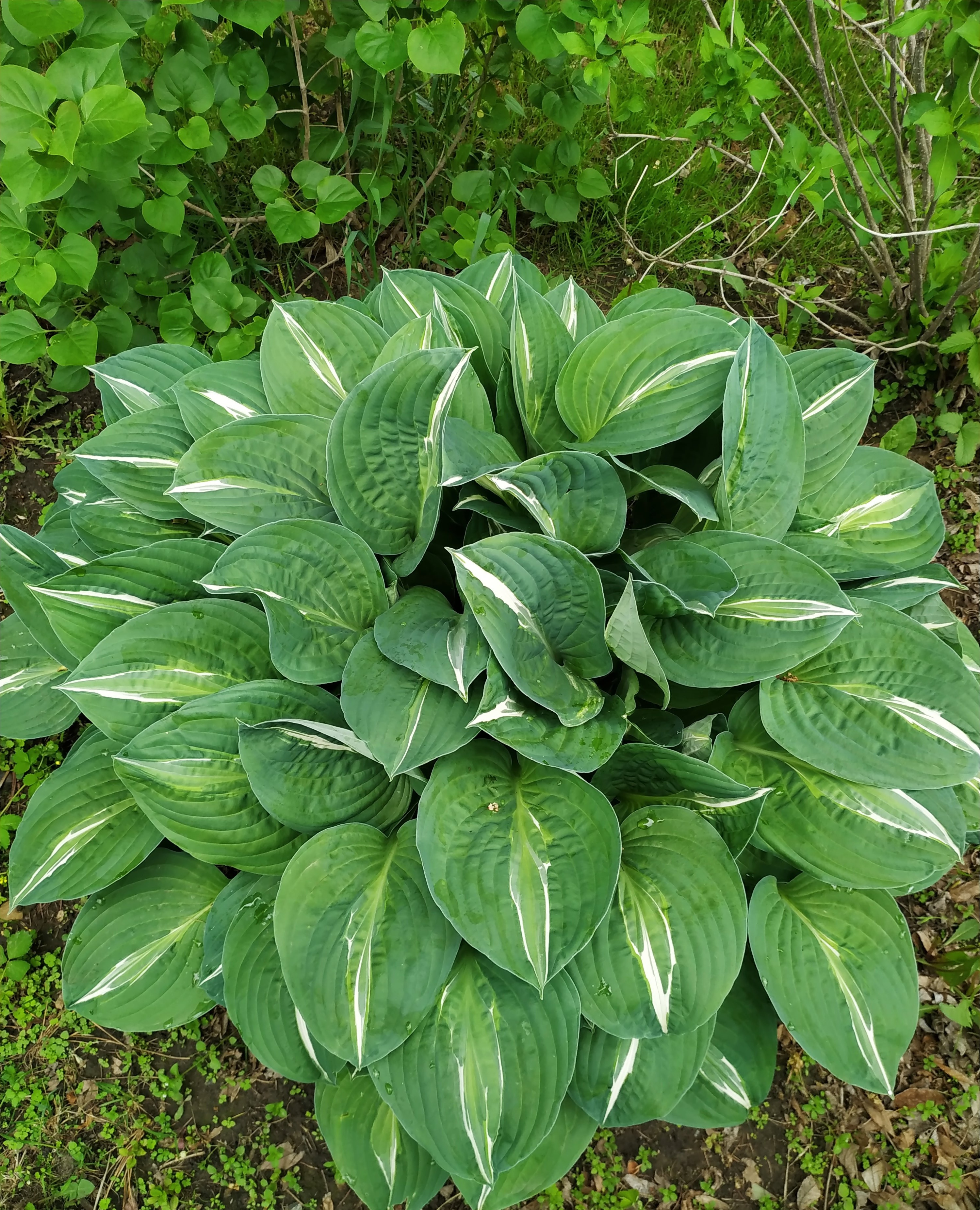 Первый слайд