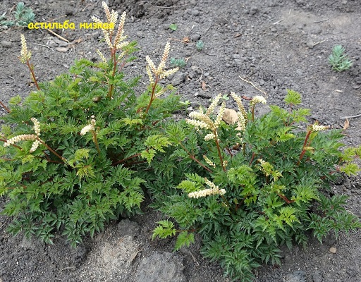 Первый слайд