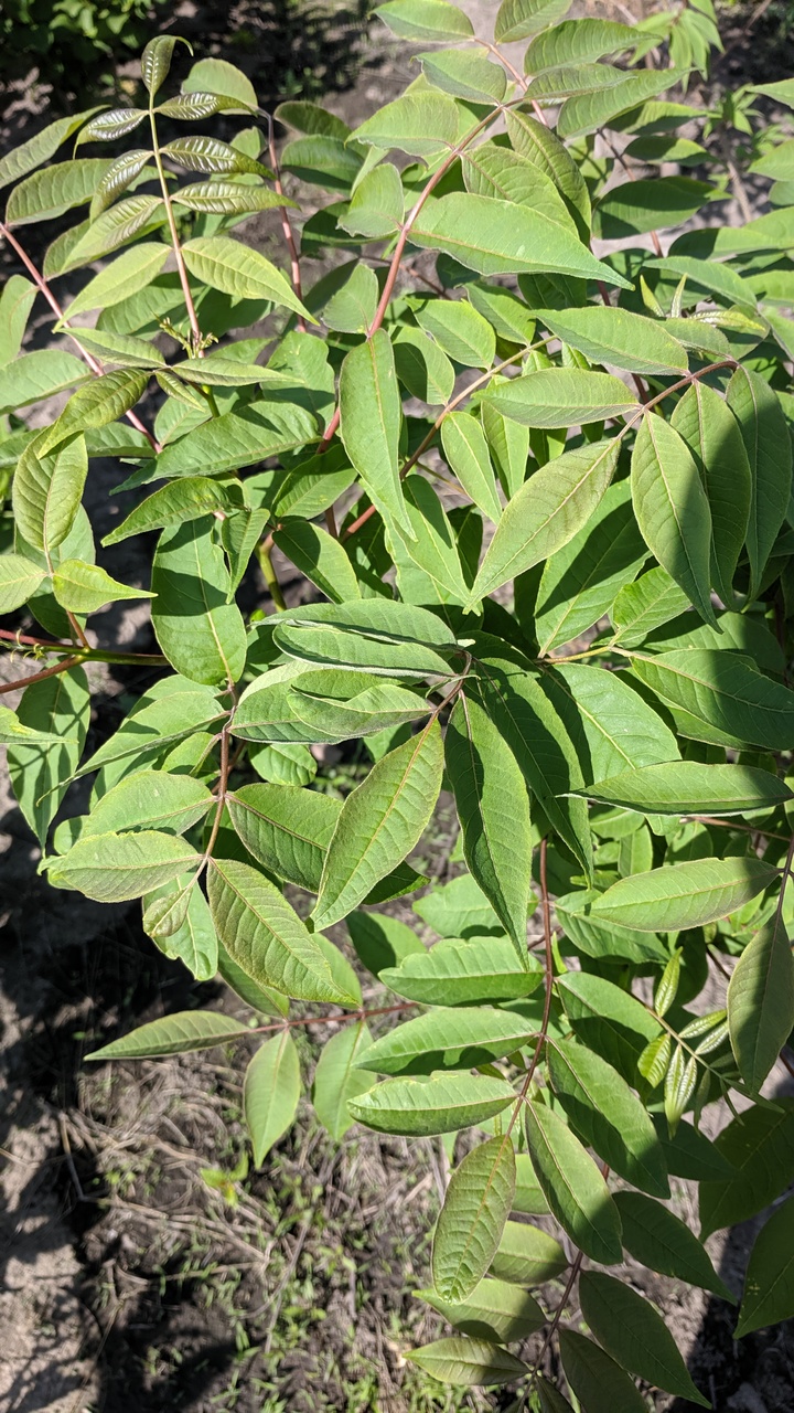 Первый слайд