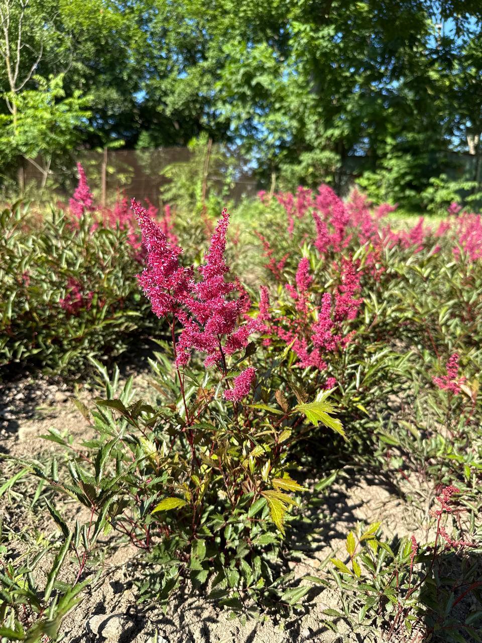 Первый слайд