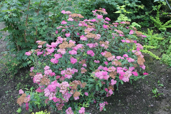 Первый слайд