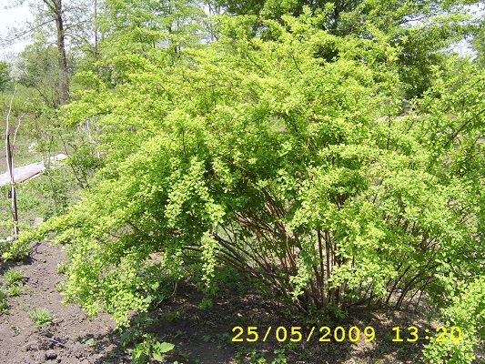 Первый слайд