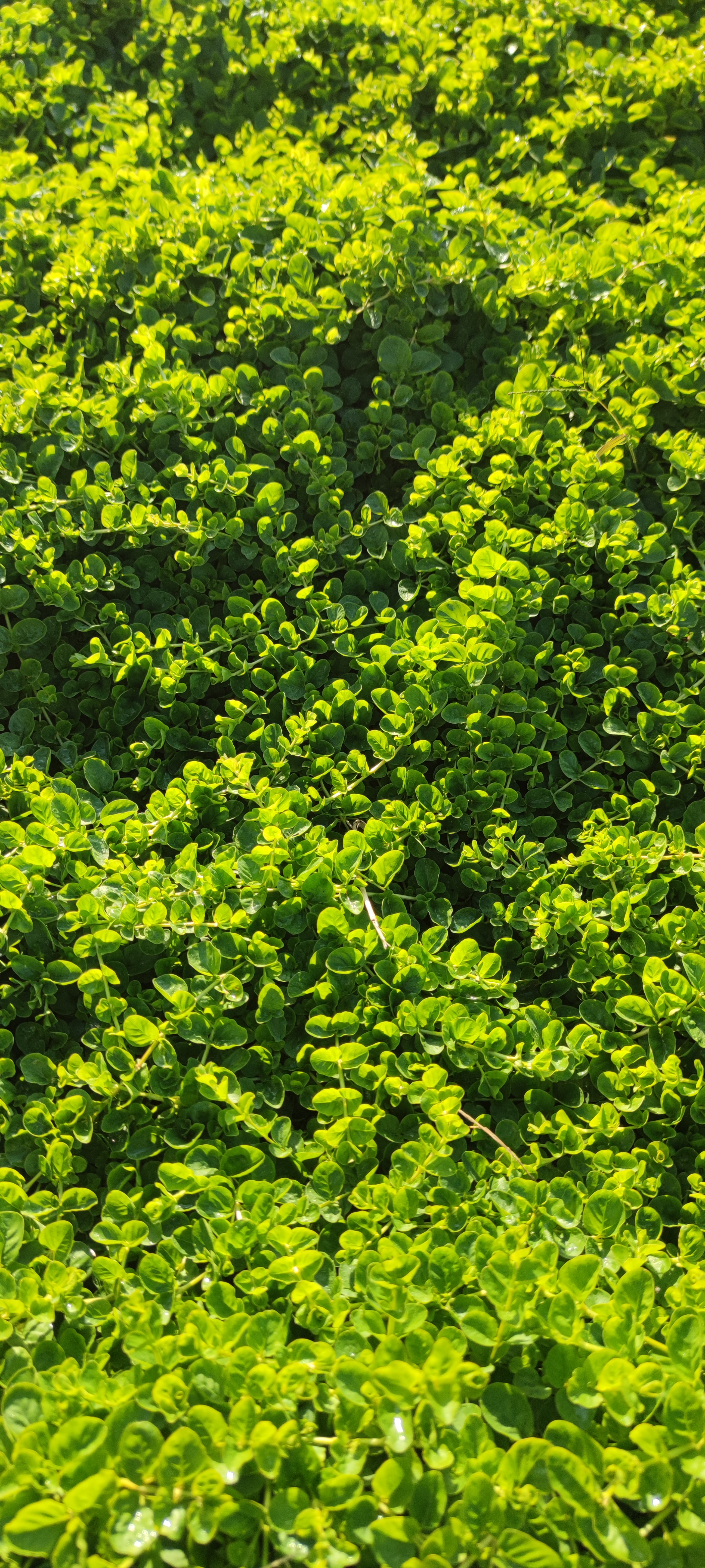 Первый слайд