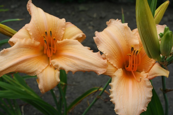 Первый слайд