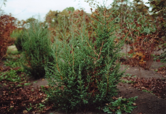 Первый слайд