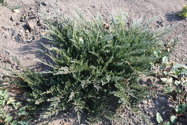 Первый слайд