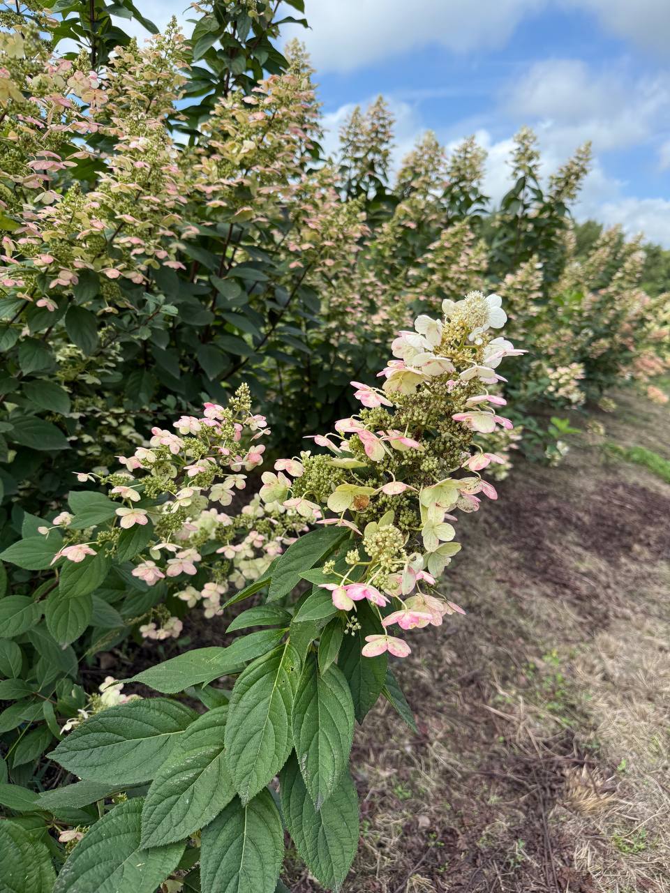 Первый слайд