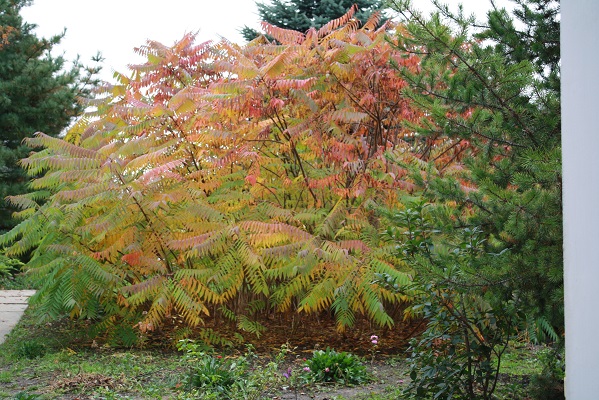 Первый слайд