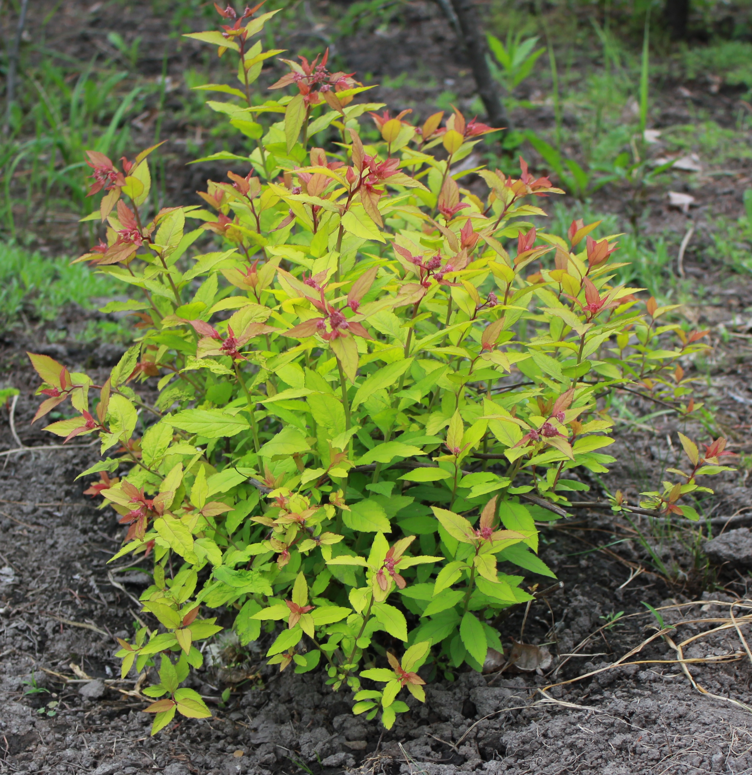 Первый слайд