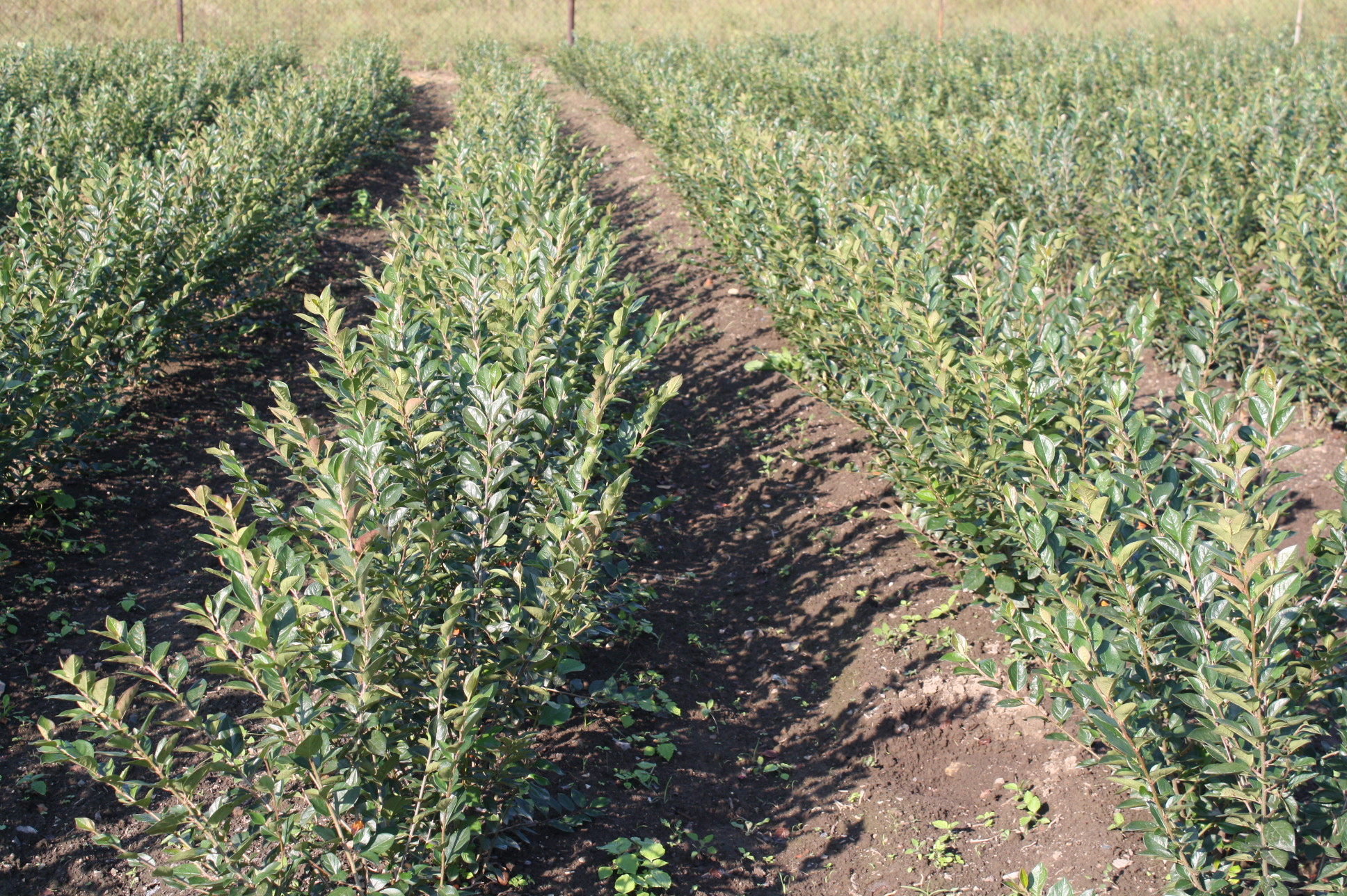 Первый слайд