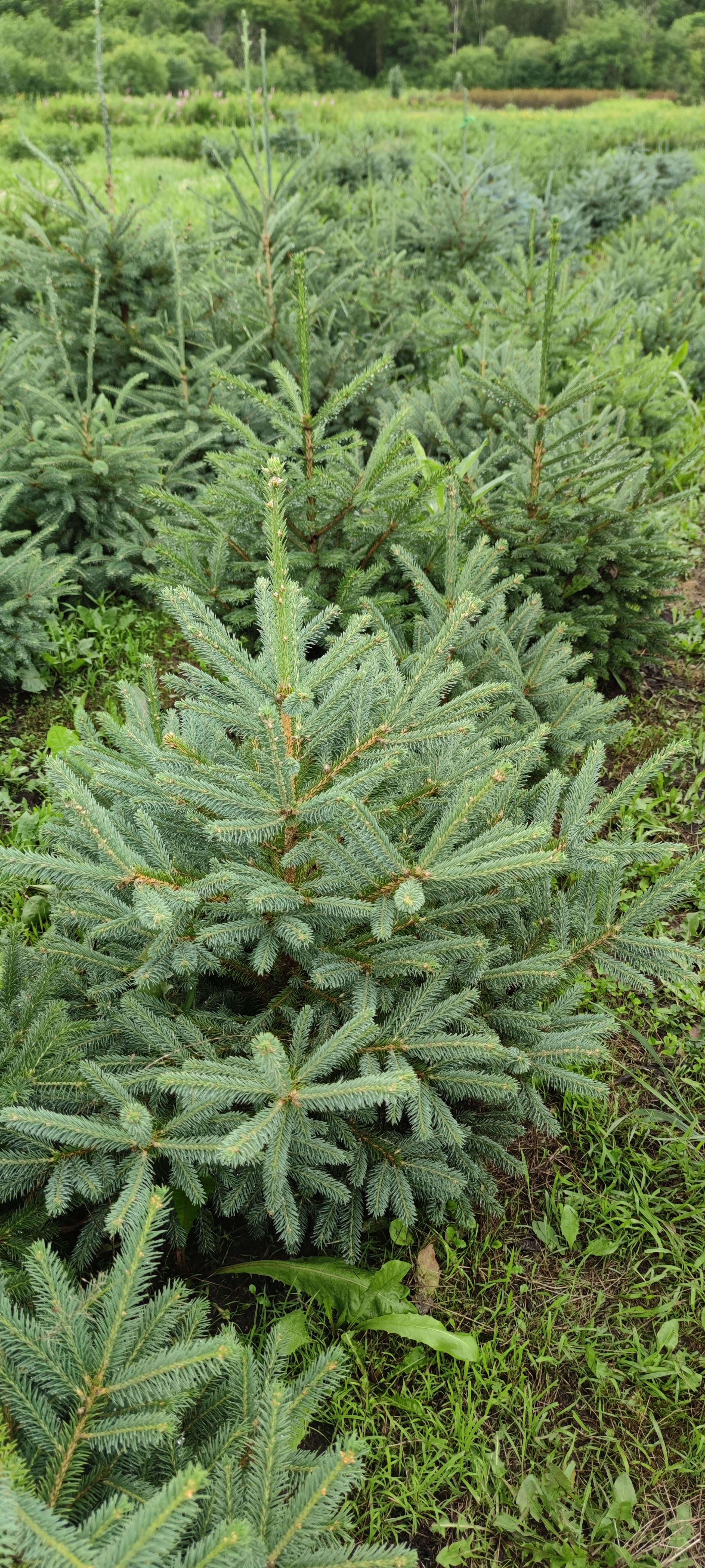 Первый слайд