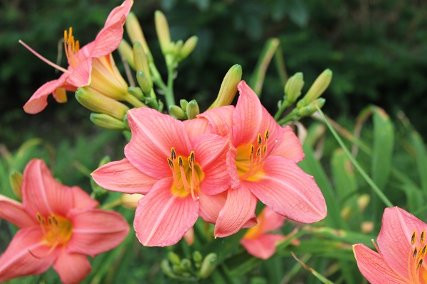 Первый слайд