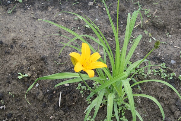 Первый слайд