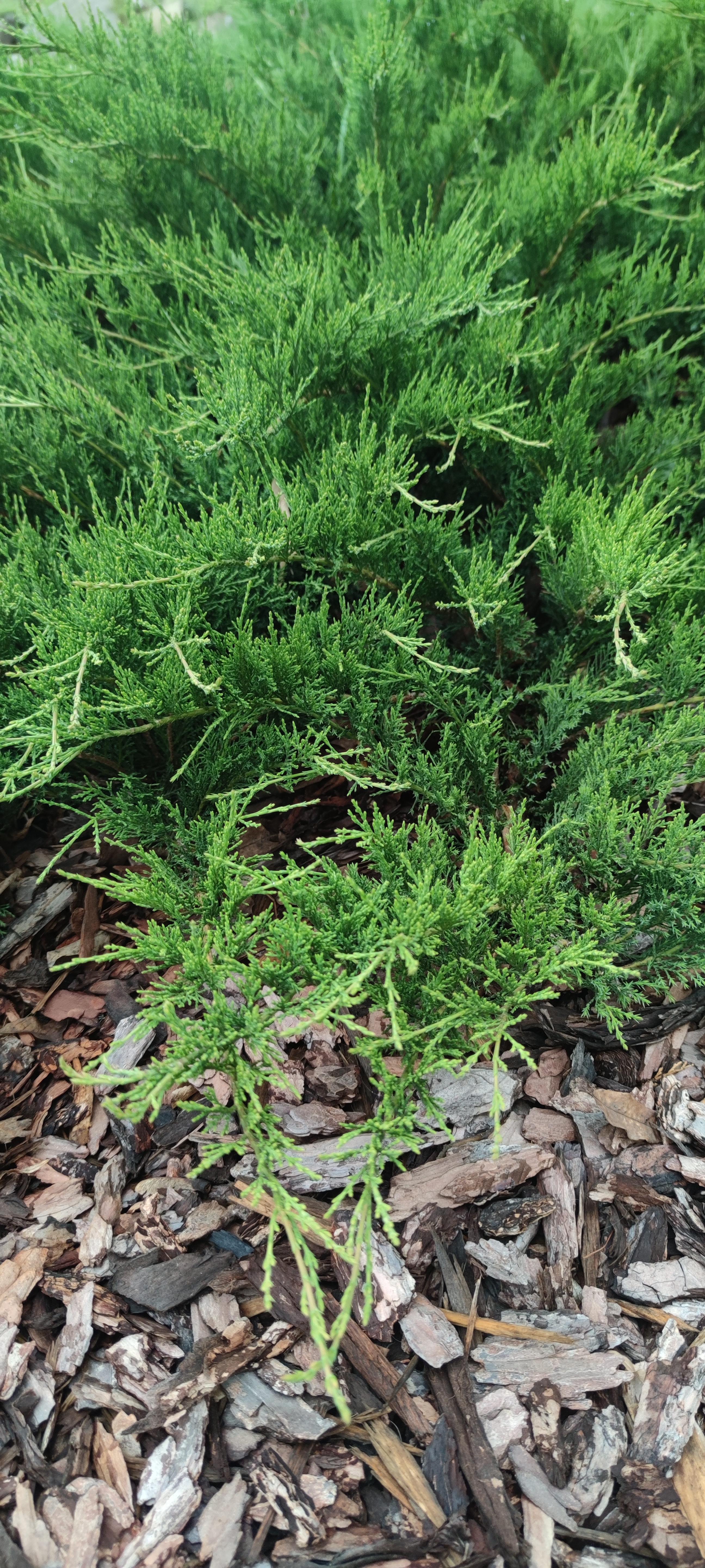 Первый слайд