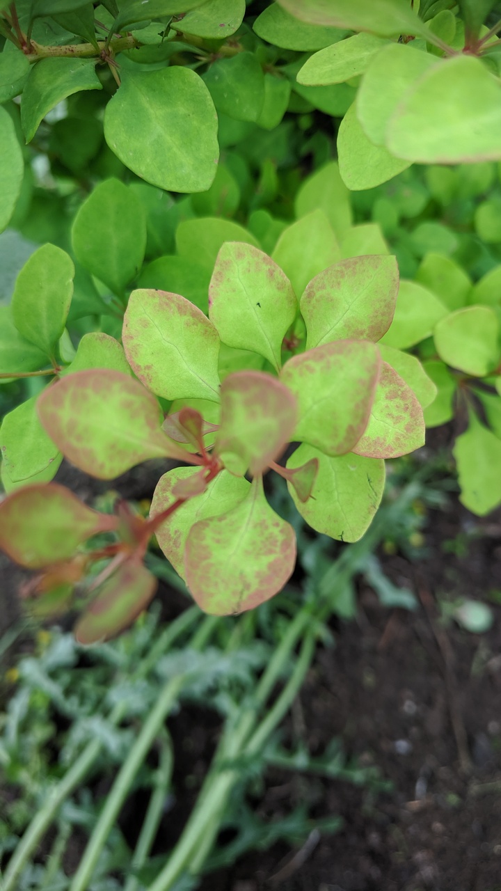 Первый слайд