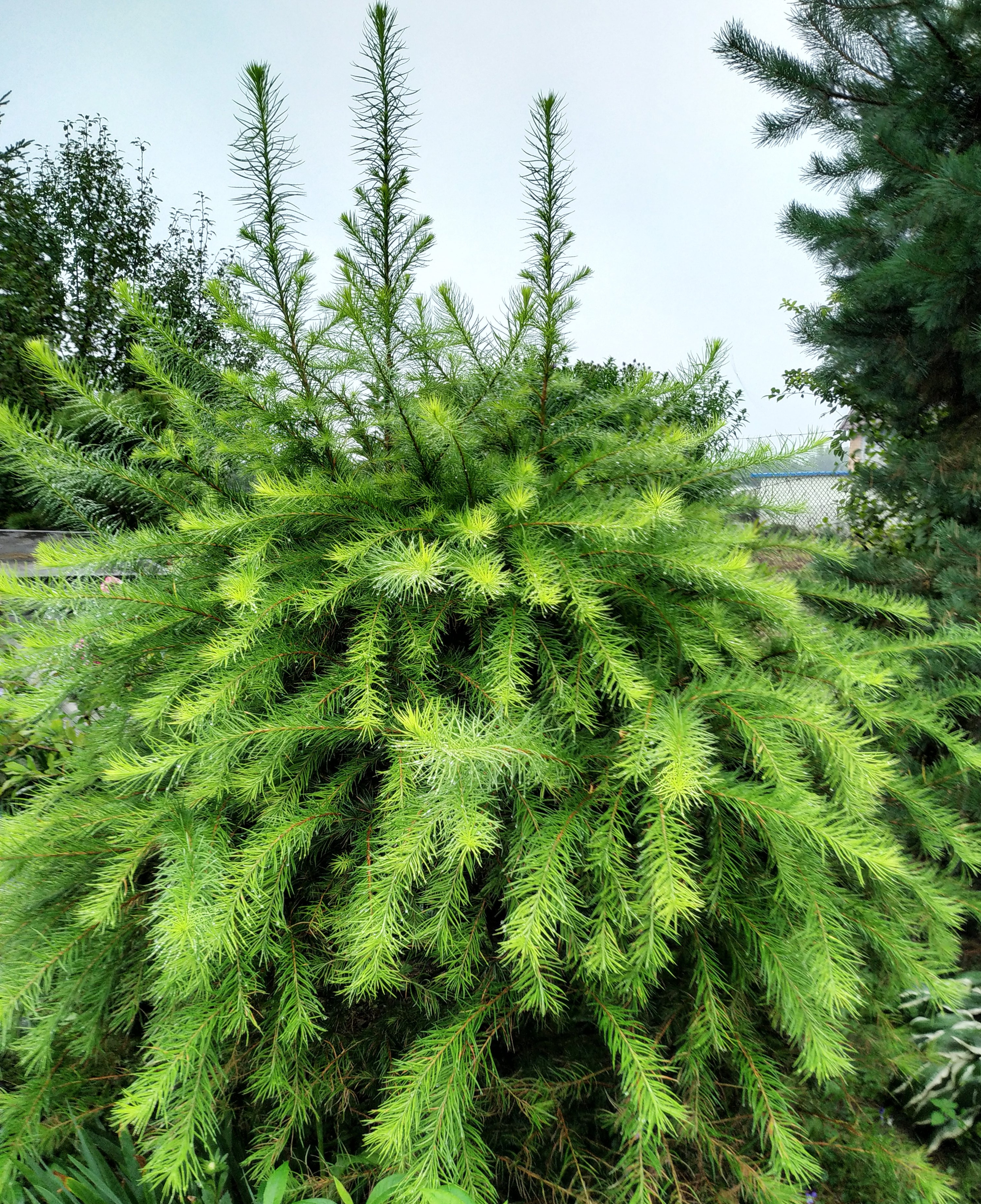 Первый слайд