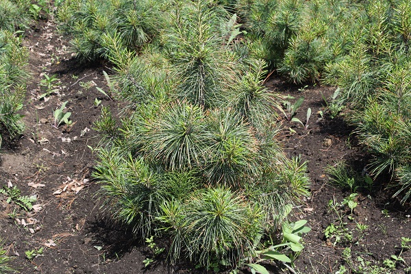 Первый слайд