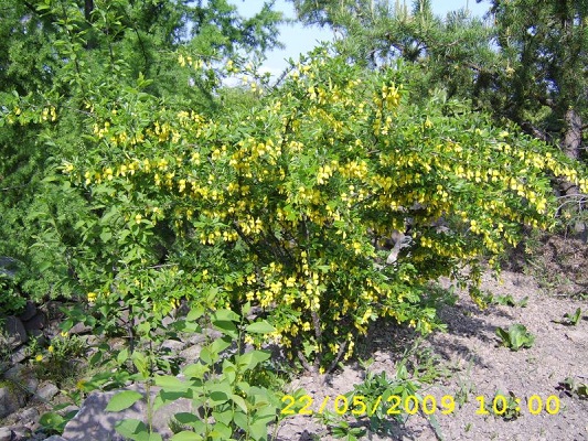 Первый слайд