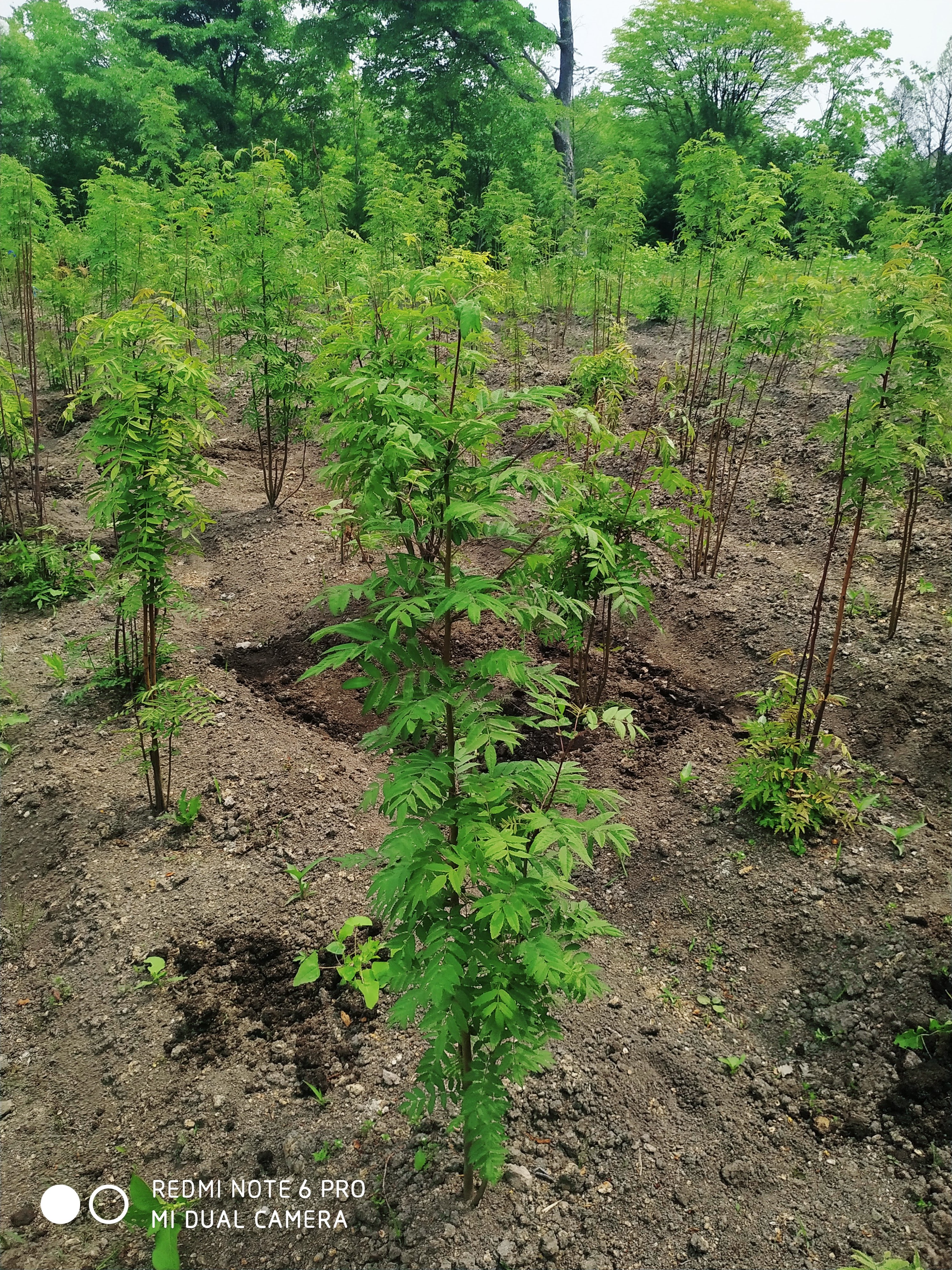 Первый слайд