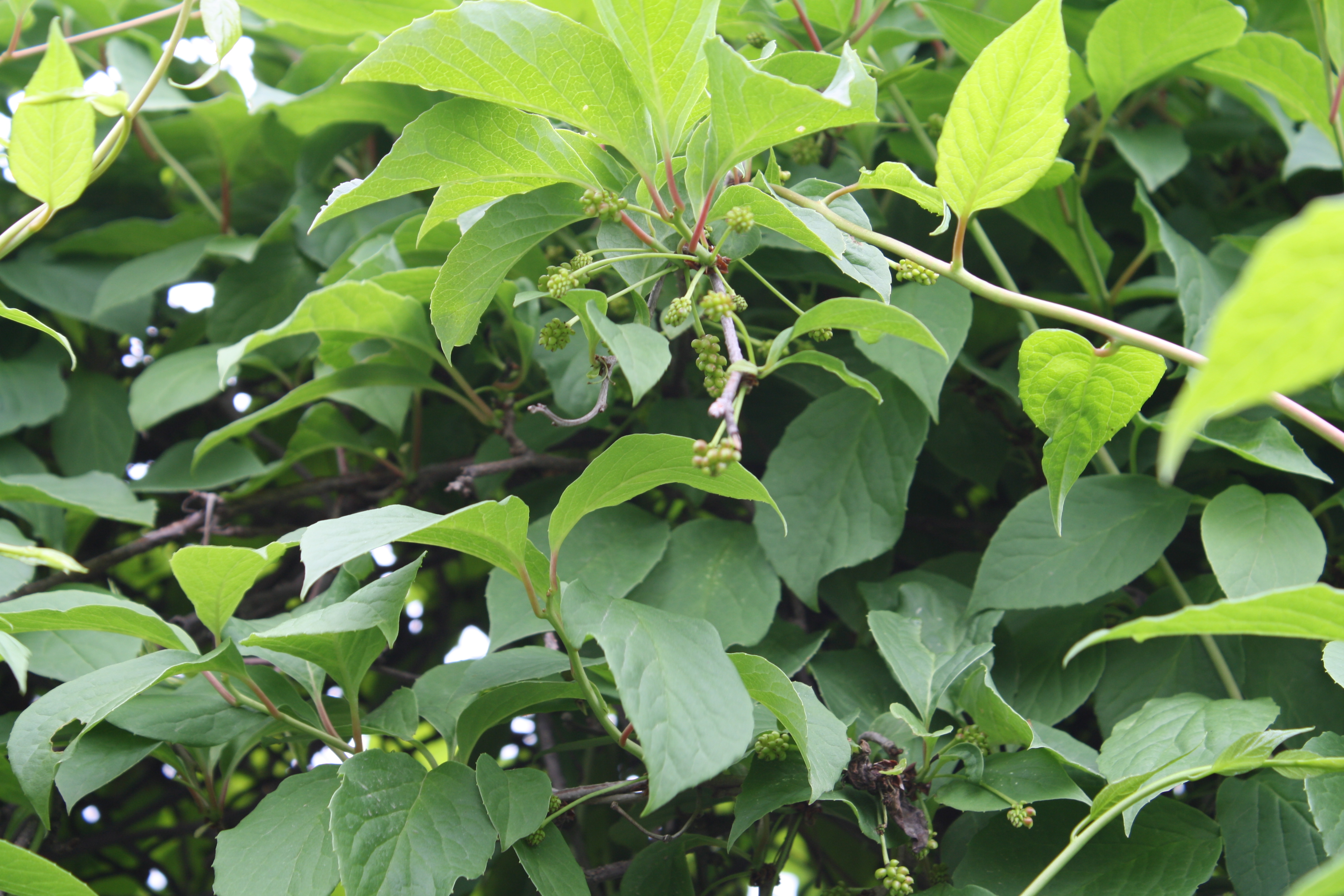 Первый слайд