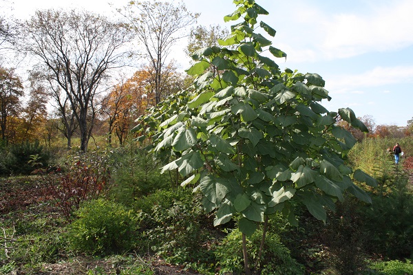 Первый слайд