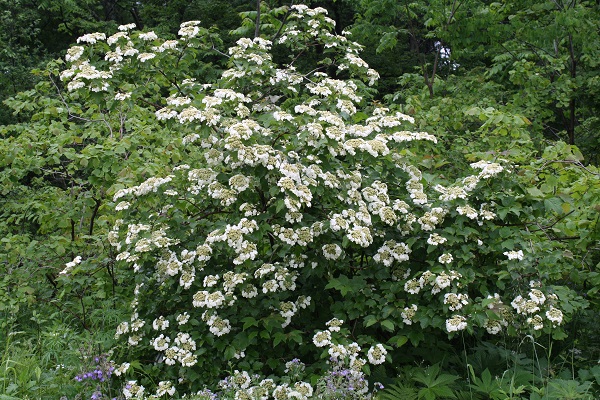 Первый слайд