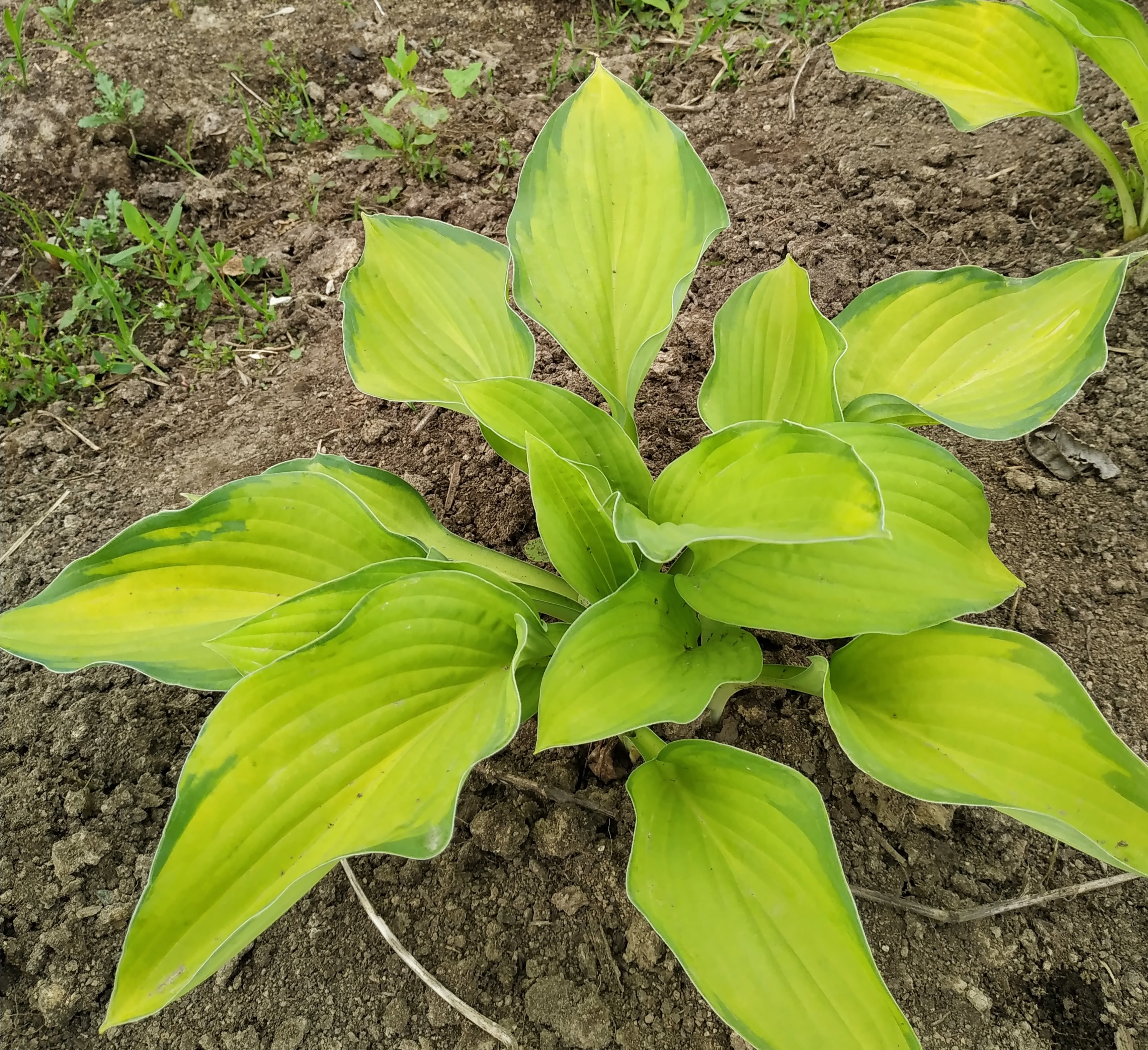 Первый слайд