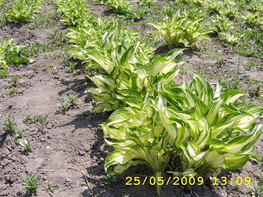 Первый слайд