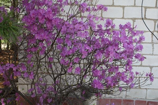 Первый слайд