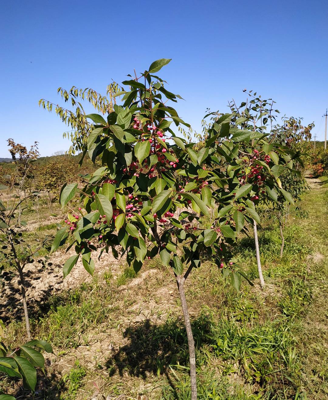 Первый слайд