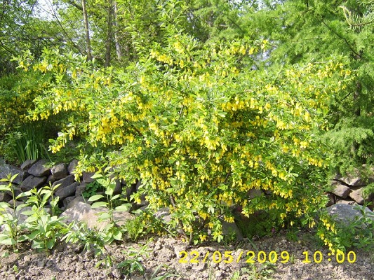 Первый слайд