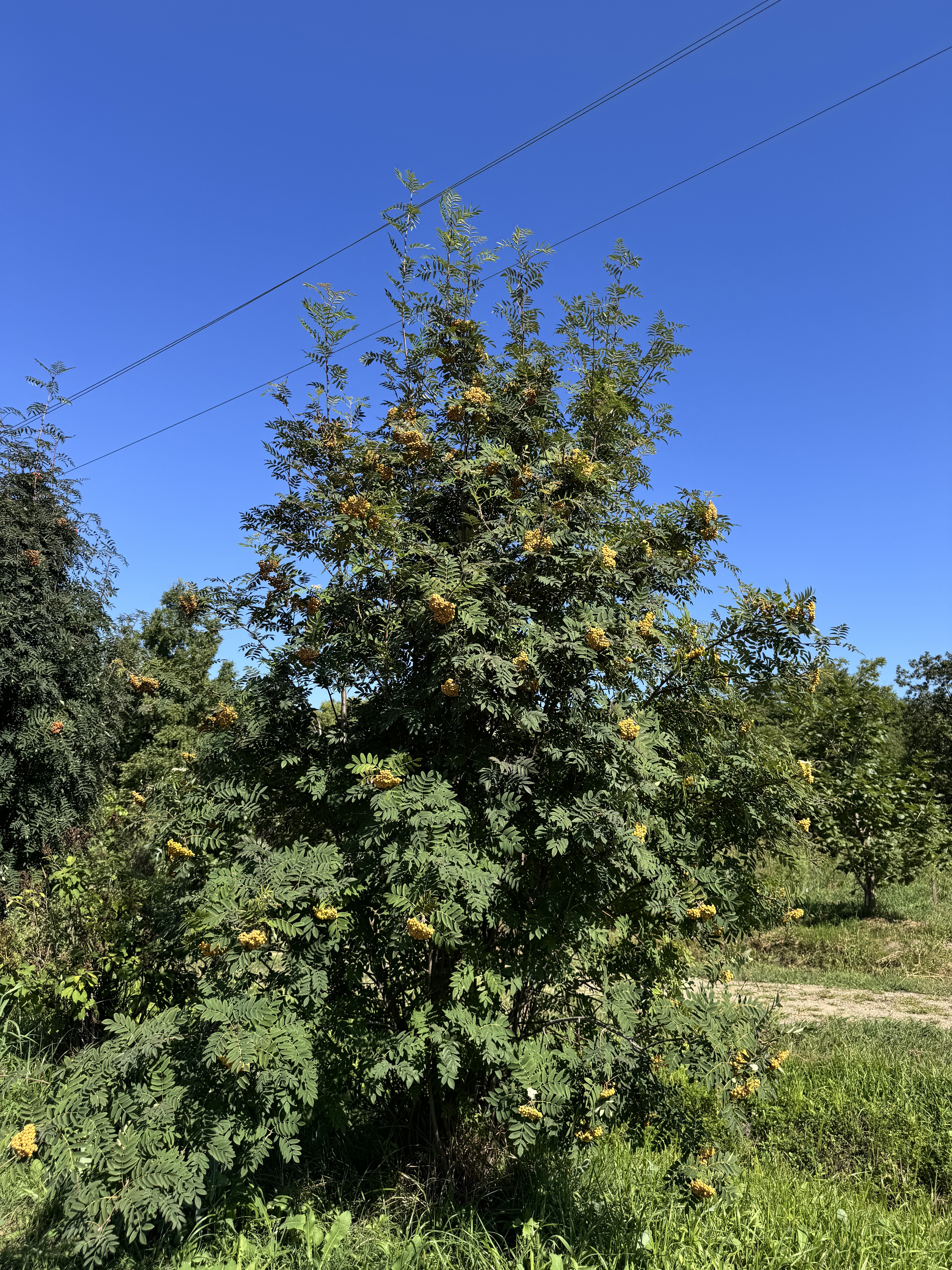 Первый слайд