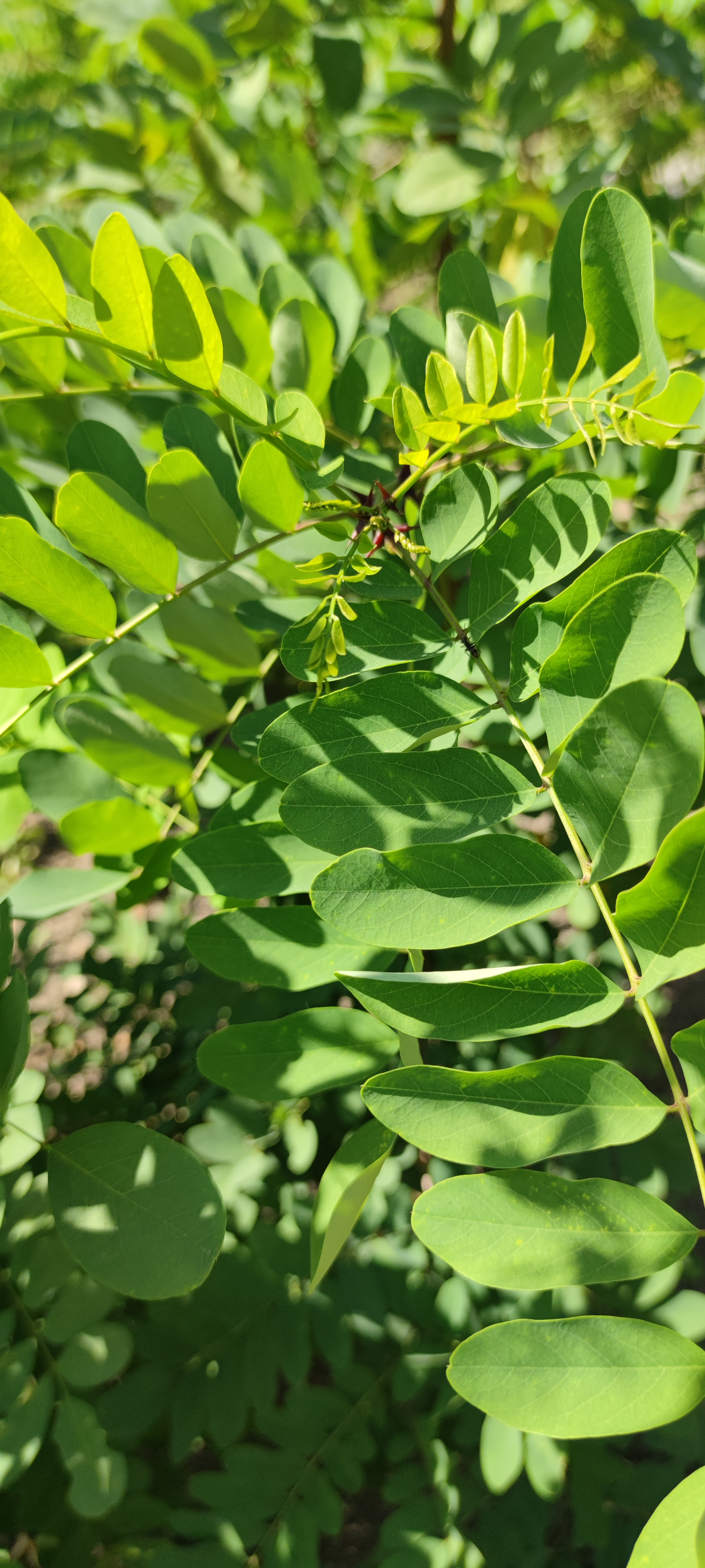 Первый слайд