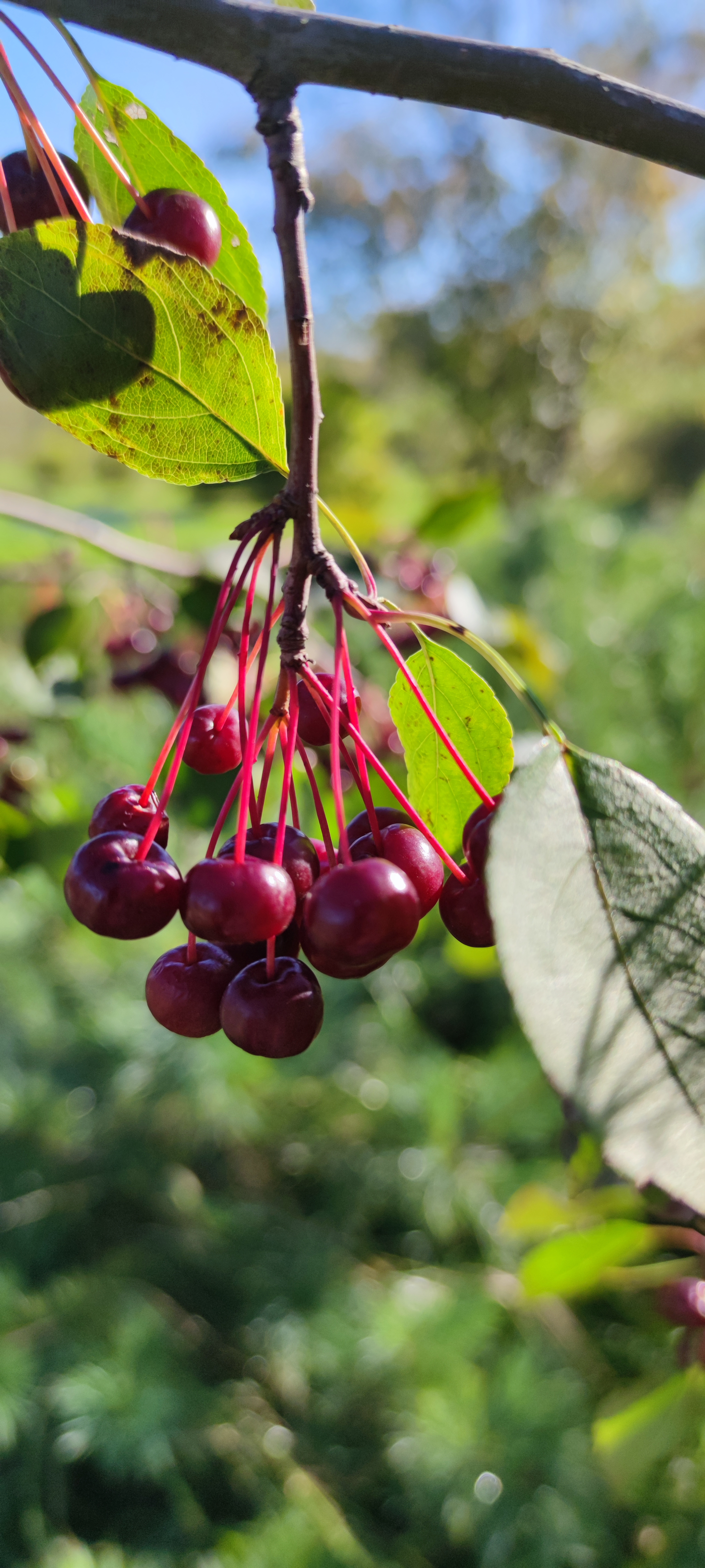 Первый слайд