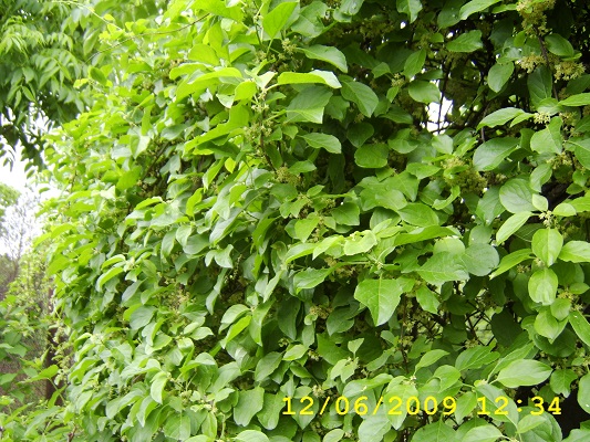 Первый слайд