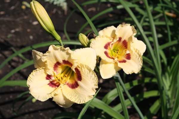 Первый слайд